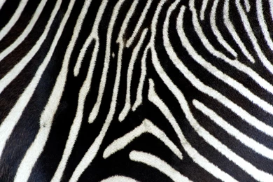 Zebra Print Wallpapers Archives   Wallpapers