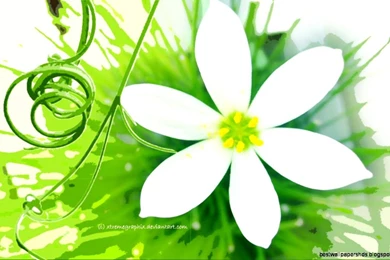 Flower Wallpapers Widescreen