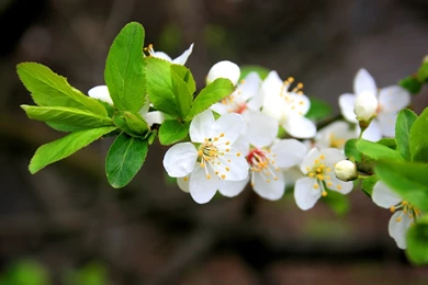 HD Flowers Wallpapers