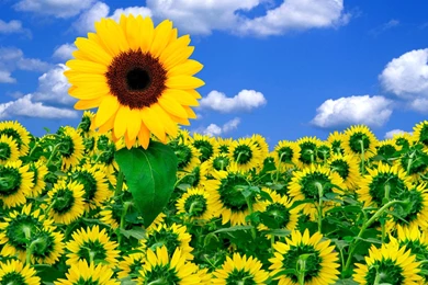 A, Little, Sunshine, Flower Wallpapers, Nature Images, Hd Flowers ...