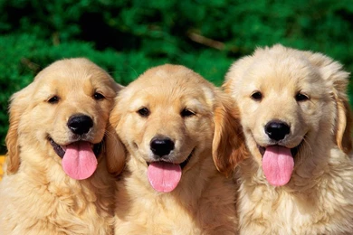 Pic Of Dogs