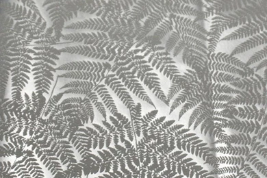 Silver Fern Garden Design 19487