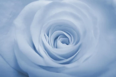 Blue Rose Backgrounds   Wallpapers Cave