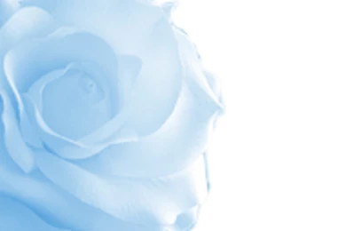 Blue Rose Backgrounds By Aquabluejay On DeviantArt