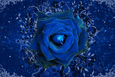 Blue Rose  Wallpapers