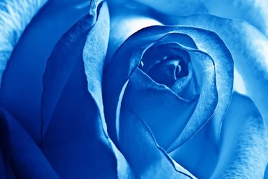 Purple Rose Backgrounds Wallpapers