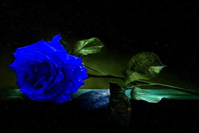 Blue Rose With Black Backgrounds