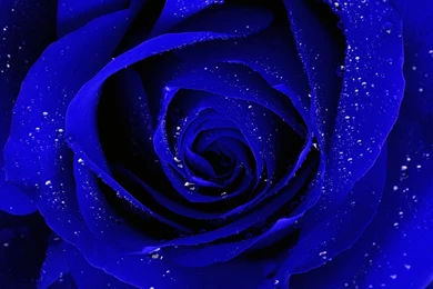 Blue Rose HD Wallpapers Pictures For Mobile