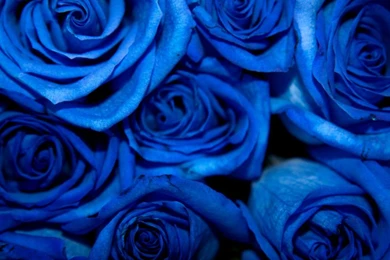 Beautiful Blue Roses