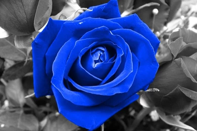 Blue Rose Wallpapers HD Free Download