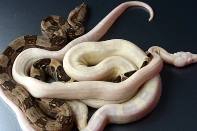 Best Jungle Life: 01/13/12