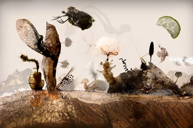 Situations, Creative Design, Destop, Hd, Paranoia, Insects