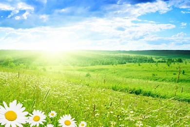 Nature Backgrounds Flowers