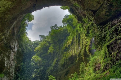 Download Rain Forest Wallpapers   Wallpapers Widest