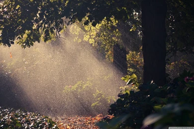 Download Summer Rain, Forest Wallpapers   Wallpapers Widest