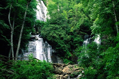 109227d1339827149 rainforest wallpaper rainforest wallpaper pictures.jpg