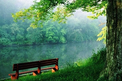 Download Free Forest Backgrounds Wallpaper, Rain Forest Pictures ...