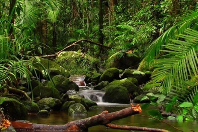 Stunning Rainforest iPhone 6 Wallpapers 24478   Nature iPhone 6 ...