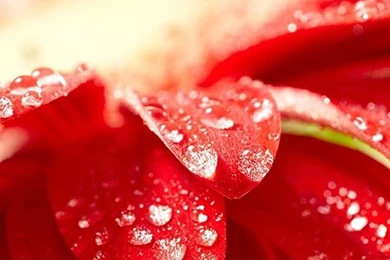 Amazing Red Flower iPhone 5s Wallpapers Download