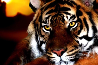 Amazing Animals Iphone 6 Wallpapers 90