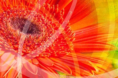 Amazing Flower iPhone 6 Wallpapers HD And 1080P 6 Plus Wallpapers