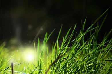 Free Digital Backgrounds   Photo  Wall Paper Download