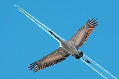 Abstract, BirVs, Aeroplane, Wide, Wallpaper, Full, Screen, For ...