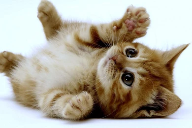 These Cute Kittens Will Make You Go Run To The Pet Store ...
