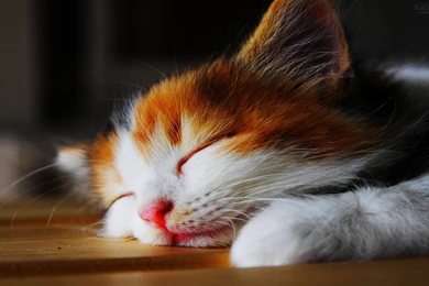Cute Kittens Sleeping Wallpapers – Pets