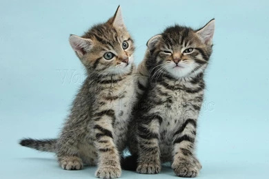 Two Cute Tabby Kittens On Blue Backgrounds Photo   WP37816