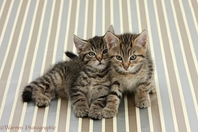 Cute Tabby Kittens, Sitting On Stripy Backgrounds Photo   WP36430