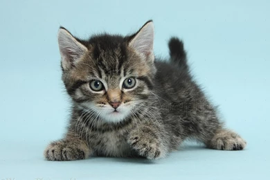 Cute Tabby Kitten On Blue Backgrounds Photo   WP37814