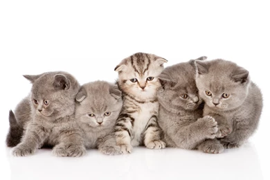 Kittens Kitten Cat Cats Baby Cute S Wallpapers