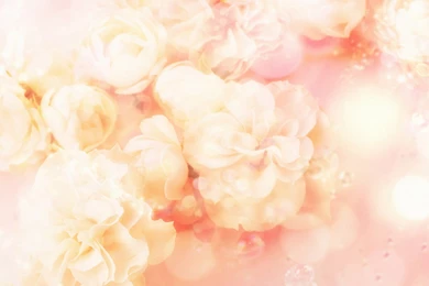 Sony Desktop Backgrounds Flowers Beautiful Laptops : Full HD ...