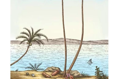 Old Spice Deodorant Label Illustrations – Hire An Illustrator