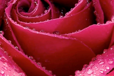 Beautiful Rose Flower Iphone Hd Wallpapers