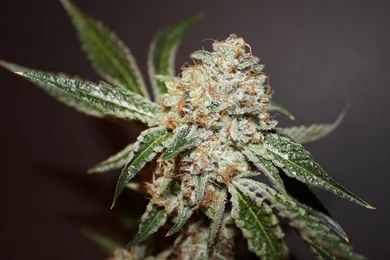 High Times Wallpapers   Images   Tbwnz.com