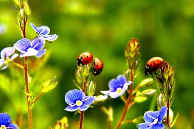 Beautiful Ladybug HD Wallpapers