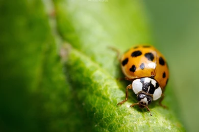 Beautiful Ladybug Wallpapers