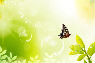 Wallpapers Designer   Wallpapers HD Fine