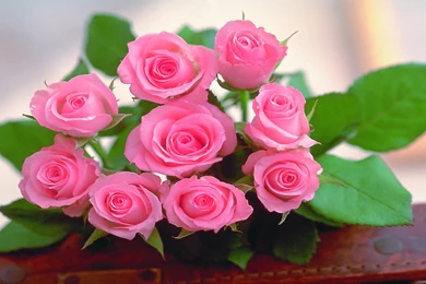 HD Wallpapers Freebie   Quality Free Download Wallpapers