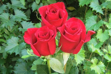 Roses Bouquets Wallpapers