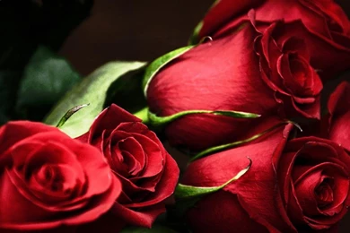 RED ROSE BOUQUET WALLPAPER   (
