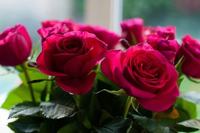 Bouquet Of Red Roses *** >> HD Wallpaper, Get It Now!