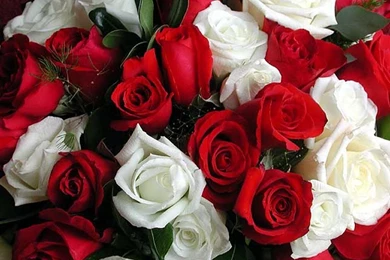 Red And White Rose Wallpapers