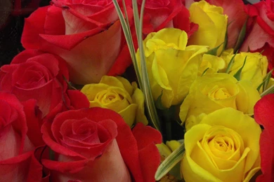 Red And Yellow Rose Bouquet Wallpapers, Rose Flower Images, Rose ...
