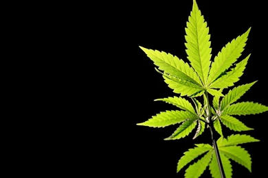 Wallpaper: Wallpapers Cannabis