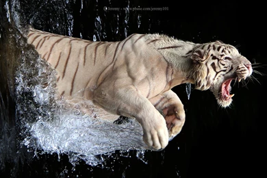 Other: Feel Power Ferocious White Tiger Fearsome Leaping Desktop ...