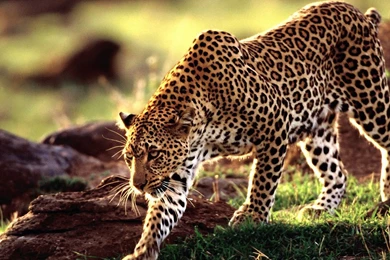 High Resolution Wild Animal Leopard Wallpapers HD 14 Full Size ...