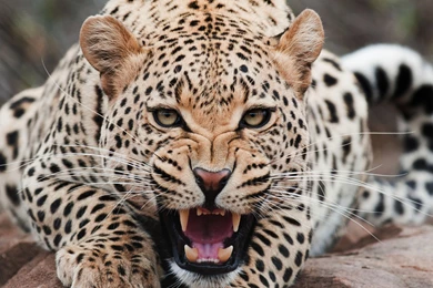 Wallpapers Of Leopard Wallpapers Zone